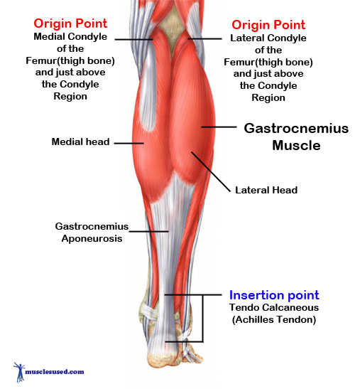 Gastrocnemius-Muscle