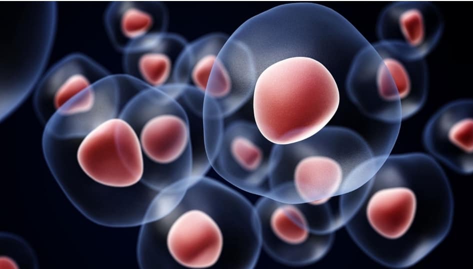 stem cell 2