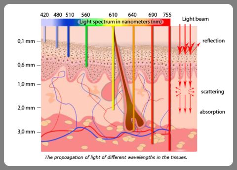 light_skin_absorption