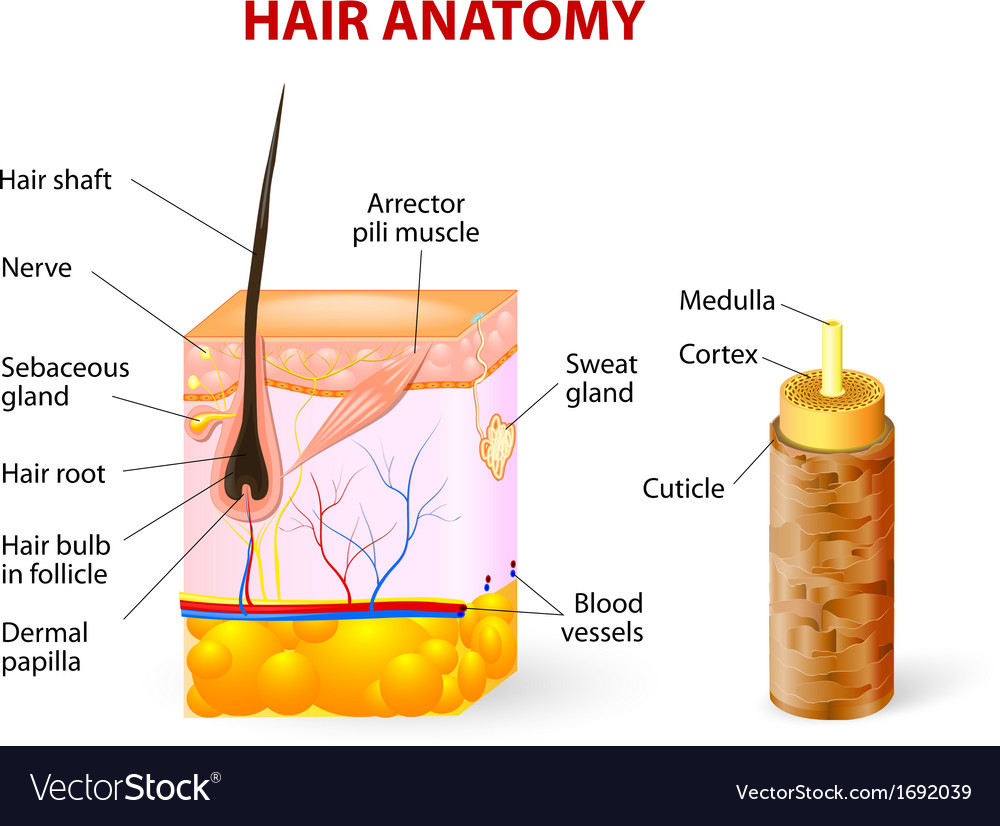 Hair Anatomy