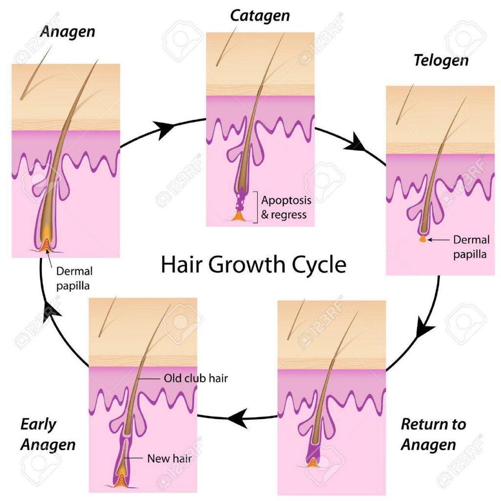 hair growth cycle
